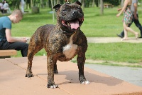 Étalon Staffordshire Bull Terrier - Give me love de l'eternelle passion