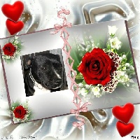 Étalon Staffordshire Bull Terrier - Grace slick of Happy Angels
