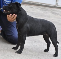 Étalon Staffordshire Bull Terrier - Ultimate Thunder Hasu boniti