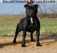 Étalon Staffordshire Bull Terrier - CH. Edenstaff Irresistible dark lady