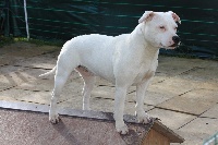Étalon Staffordshire Bull Terrier - Inna white pearl