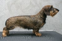 Étalon Teckel poil dur - Honey De l'abbaye sainte marie