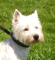 Étalon West Highland White Terrier - Fashion du clos de l'épte