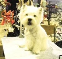 Étalon West Highland White Terrier - Enjy de l etoile du buchet