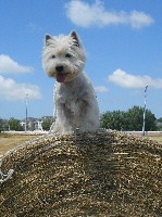 Étalon West Highland White Terrier - In extrémis De Métalshaper