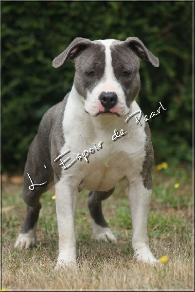 Publication : De L'espoir De Pearl Auteur : L'Espoir de Pearl