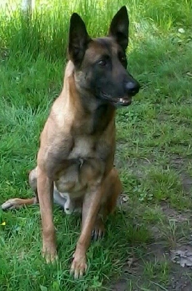  Auteur : domaine de l'oeil d'horus