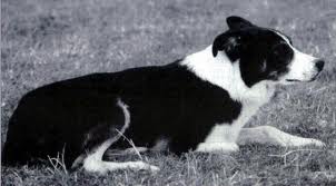 Glen (isds 143941) (Sans Affixe)