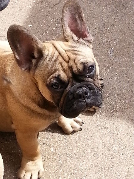 J'esclarmonde Des flocons de denat