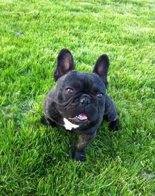 Publication : De L'Esprit D'Okami Auteur : Ophélie Bonnard