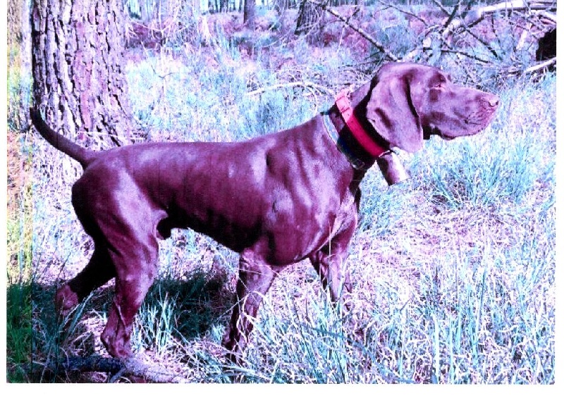 CH. Calin De La Truffière De Canette