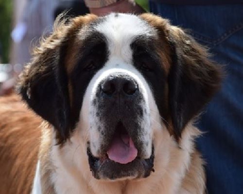 Publication : Des Jardins D'Ushana Auteur : M. LEGER Philippe