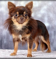 Publication : Du Royaume D'exquise Auteur : Flo