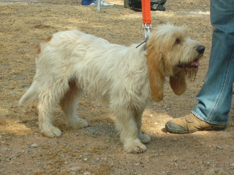 Faust des genevriers du creusot