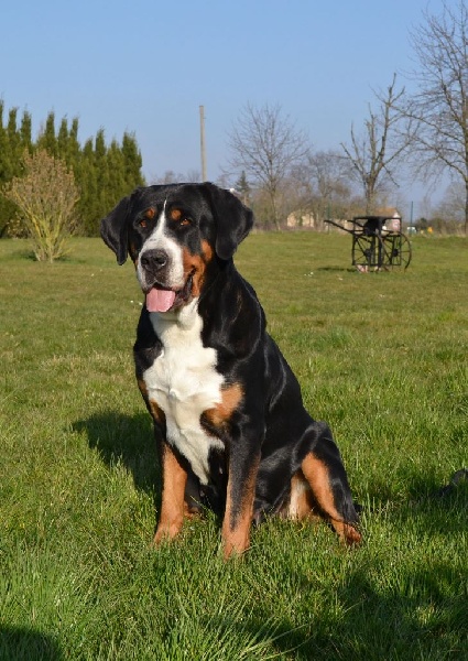 Publication : des chevaliers du zodiaque Auteur : véronique Ernoult