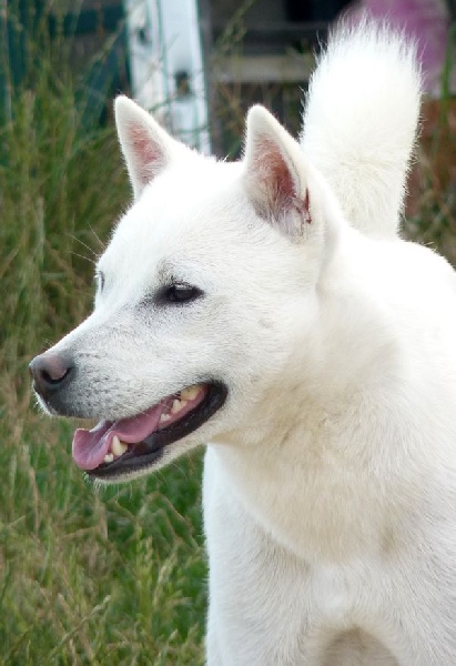 Publication : Go Kusanagi Auteur : M. Legger