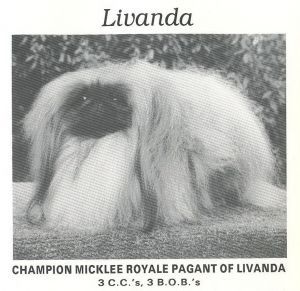 CH. micklee Royale ragant of livanda