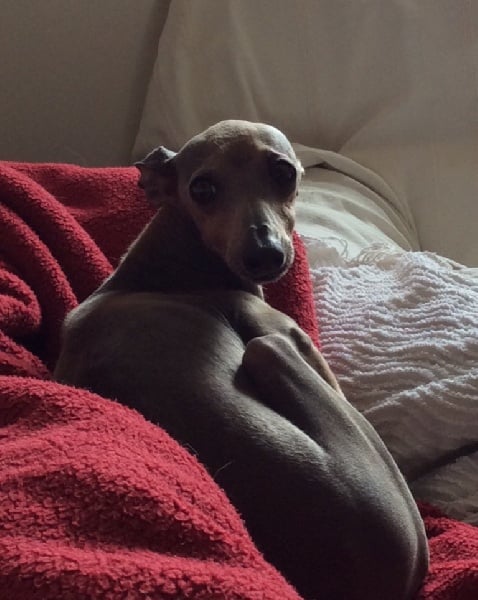 Publication : De La Colline Aux Truffes Auteur : SV