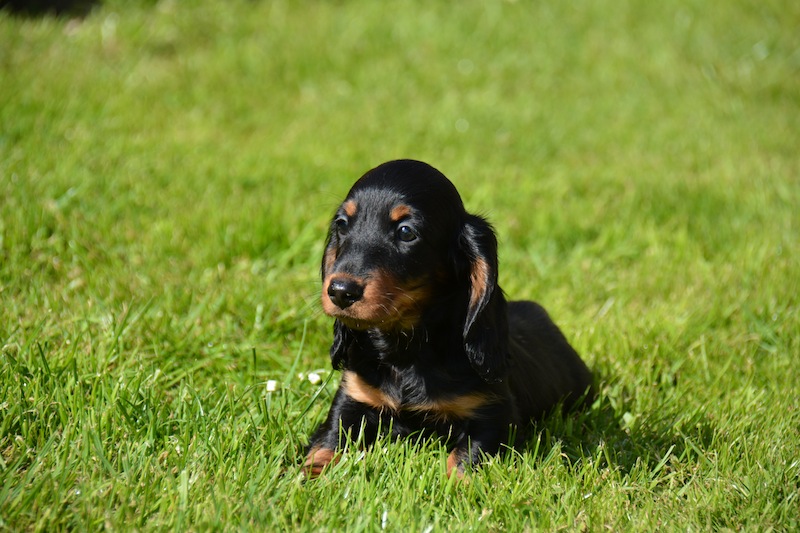 Publication : Des amandiers dorés Auteur : Les Amandiers Dorés