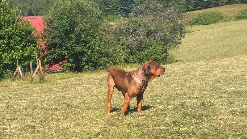 Publication : Inugami Akatsuki 