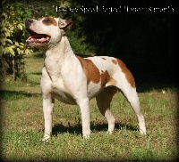 Étalon American Staffordshire Terrier - Poypoy Speed Perfect Honor