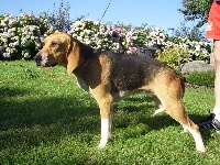 Étalon Beagle-Harrier - Huelgoat du minez guellec