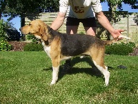 Étalon Beagle-Harrier - Igor du minez guellec