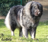 Étalon Berger Yougoslave de Charplanina - Geïna du clos de lune