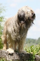 Étalon Berger catalan - Figaro Sur les thraces d'orphee