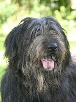 Étalon Berger catalan - Haixix Sant Llorenc De Cerdans