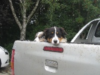 Étalon Border Collie - Madiba (Sans Affixe)