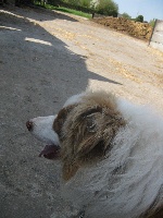 Étalon Border Collie - Ken (Sans Affixe)