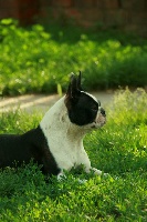 Étalon Boston Terrier - Barney Deluxy Saida roxy