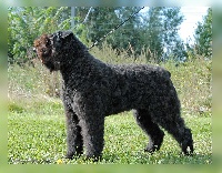 Étalon Bouvier des Flandres - Greta des trois bouteilles