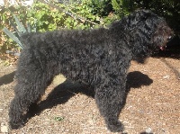 Étalon Bouvier des Flandres - Foster de la dullague