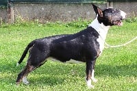 Étalon Bull Terrier - Black Domina I'm famous
