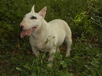 Étalon Bull Terrier Miniature - Ibiza de L'ordre des Jedi