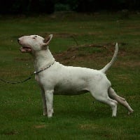 Étalon Bull Terrier - Glamourous Kwata