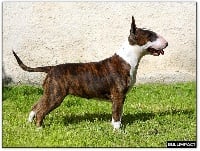 Étalon Bull Terrier - CH. Bullimpact Gone baby gone