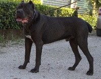 Étalon Cane Corso - Pardo della nevaia