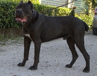 Étalon Cane Corso - Pardo della nevaia