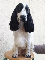 Étalon Cocker Spaniel Anglais - Heroine Du Clos De Vitalie