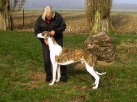 Étalon Greyhound - Graal-Quest Hayton