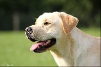 Étalon Labrador Retriever - Idylle Du domaine d'orloup