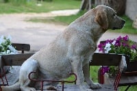 Étalon Labrador Retriever - Furie de la Passe de L' Eider