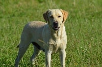 Étalon Labrador Retriever - Grevette (Sans Affixe)