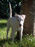 Étalon Parson Russell Terrier - CH. Just ael Of Lok Ker Eden