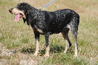 Étalon Petit bleu de Gascogne - Isis du ruisseau du Puy du Maine