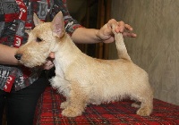 Étalon Scottish Terrier - varendzhi Alise in wonderland