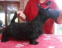 Étalon Scottish Terrier - Jade du Mat des Oyats